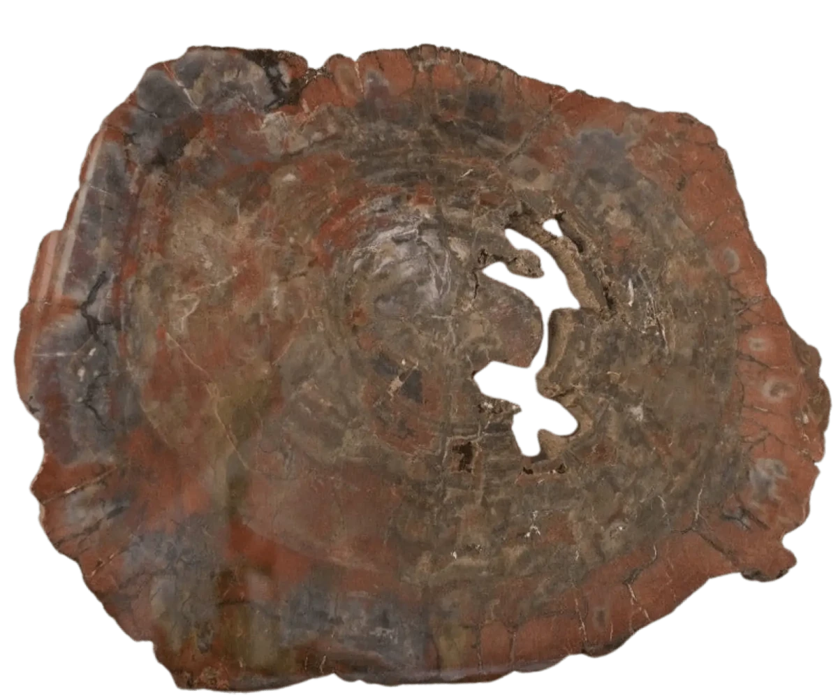 Large Arizona Petrified Wood Specimen Red Tones