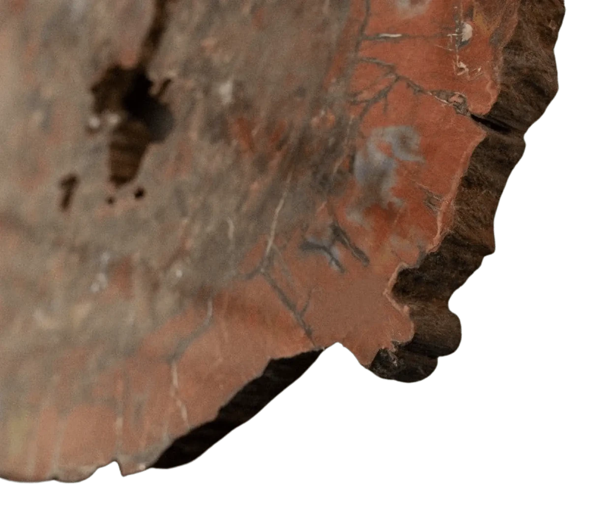 Close Up Large Arizona Petrified Wood Specimen