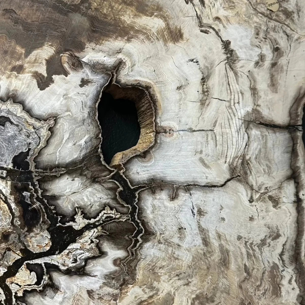 Close Up Of Petrified Wood Characteristics