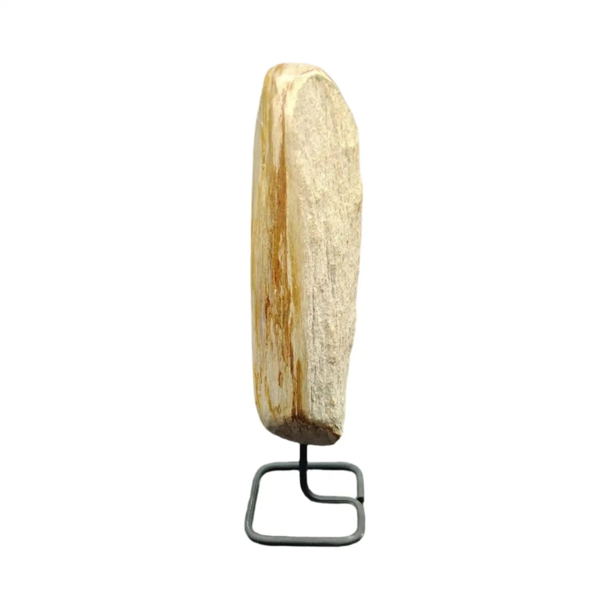 This is the left side of this piece of petrified wood on stand