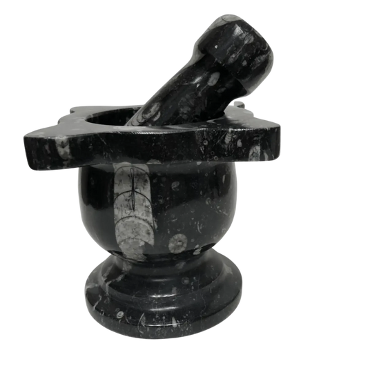 Mortar And Pestle Fossil With Scalloped Top Black Mineral