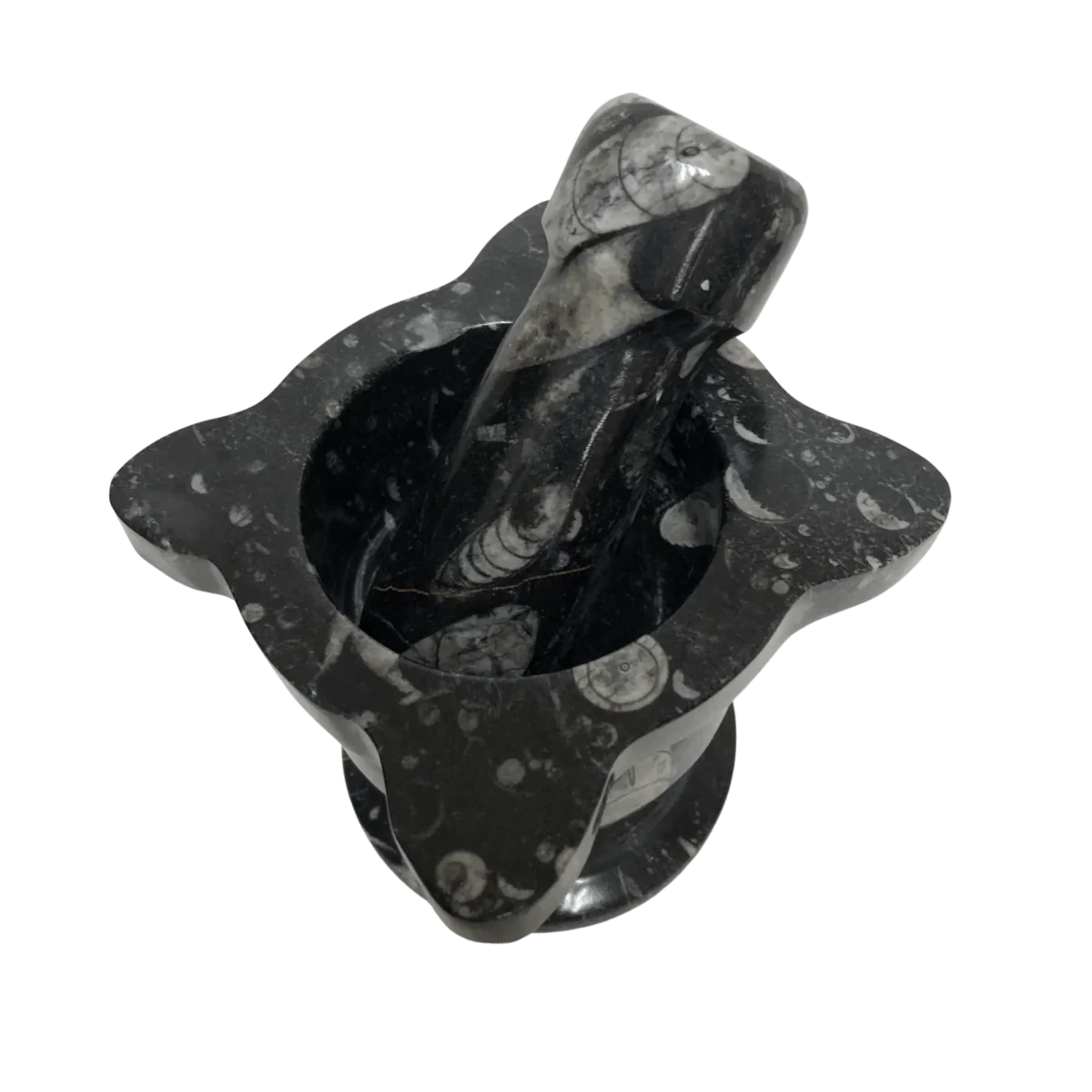 Mortar And Pestle Fossil With Scalloped Top Black Mineral