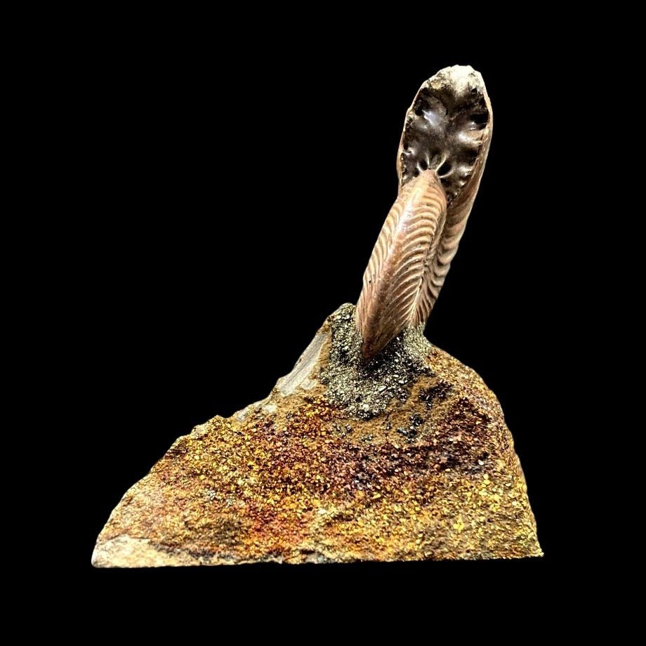 Side View Of Ammonite Fossil