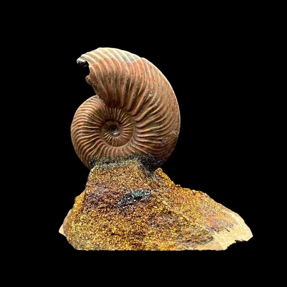 Back Side Of Ammonite Fossil