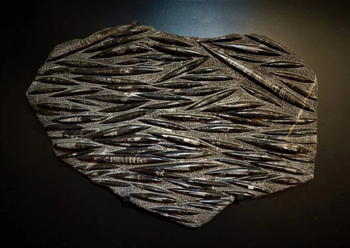 Large Multiple Petrified Orthoceras Remains Wall Hanging