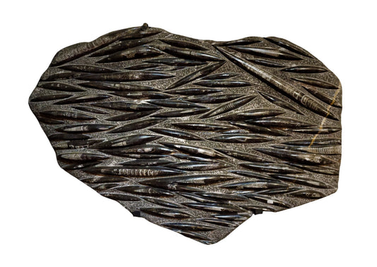 Orthoceras Fossil Wall Hanging