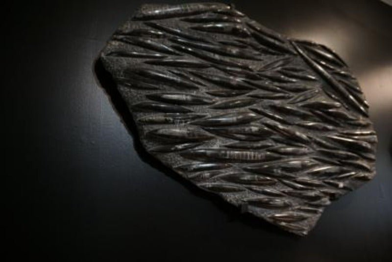 Orthoceras Petrified Remains Wall Hanging