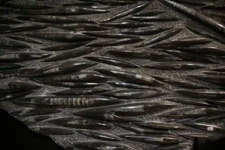 Petrified Remains Orthoceras Wall Hanging
