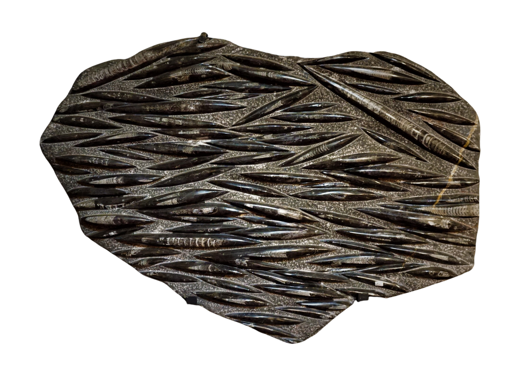 Orthoceras Fossil Wall Hanging