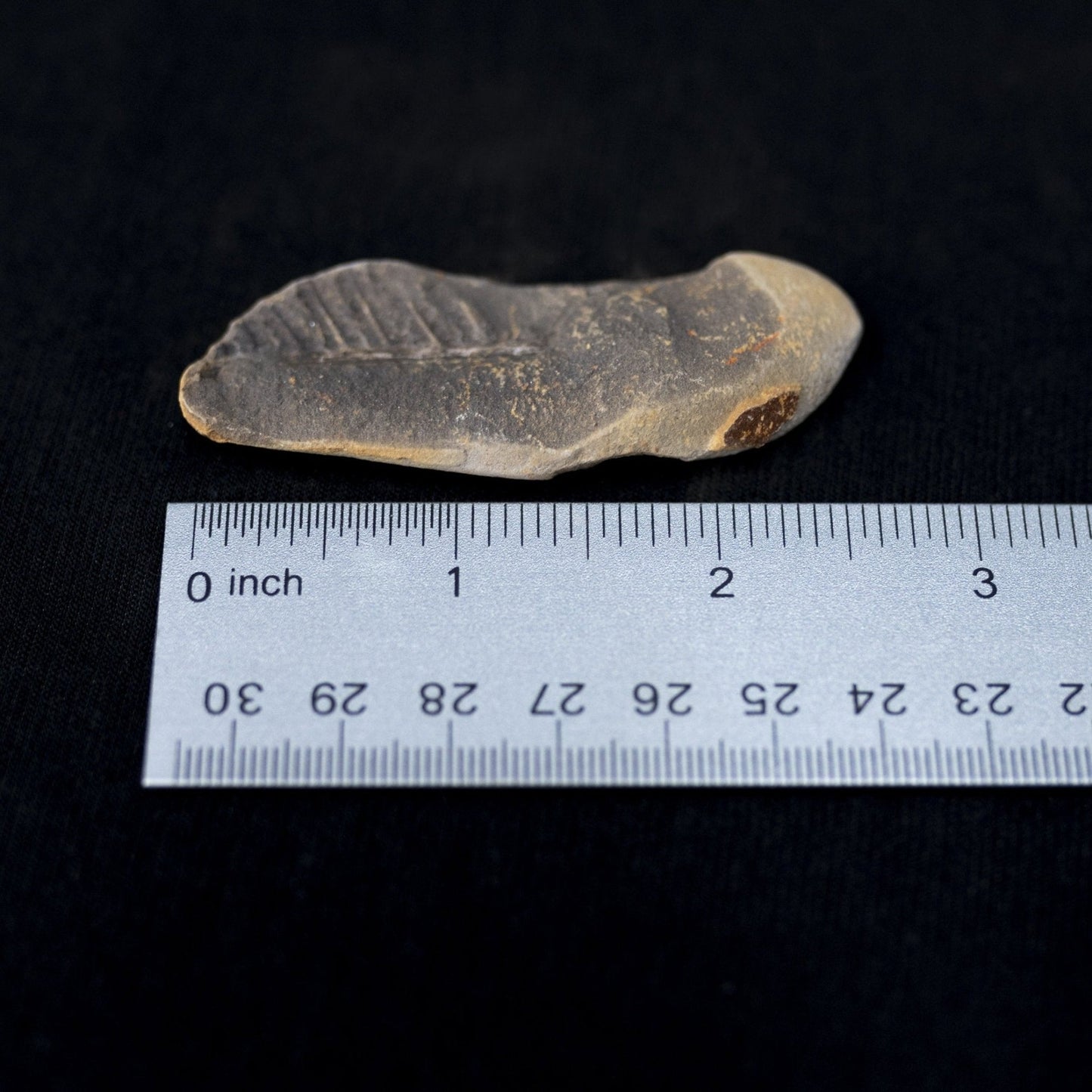 Large Petrified Leaf