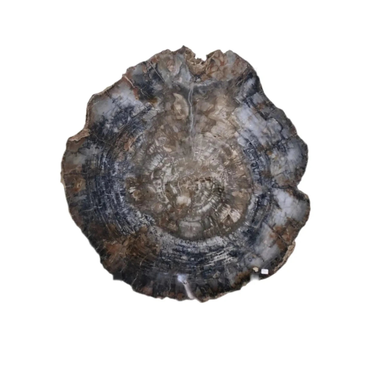 Petrified Wood Slab With Metal Wall Hanging Accessory