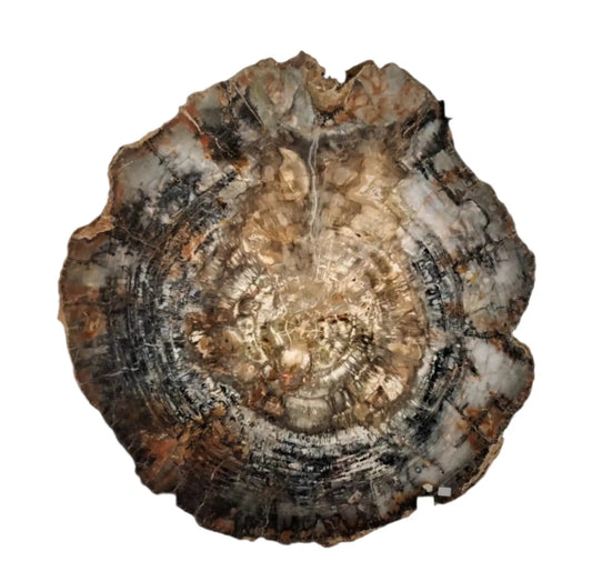 Arizonia Petrified Wood Slab Just Under 3 Foot In Diameter And 2 inches wide