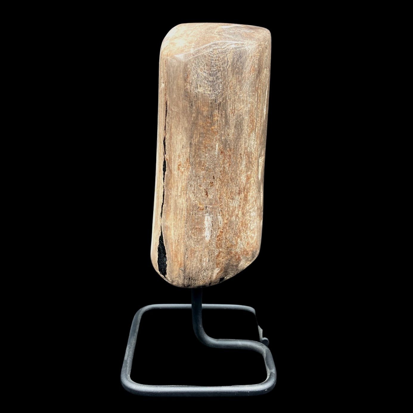 Side View Of Petrified Wood On Stand