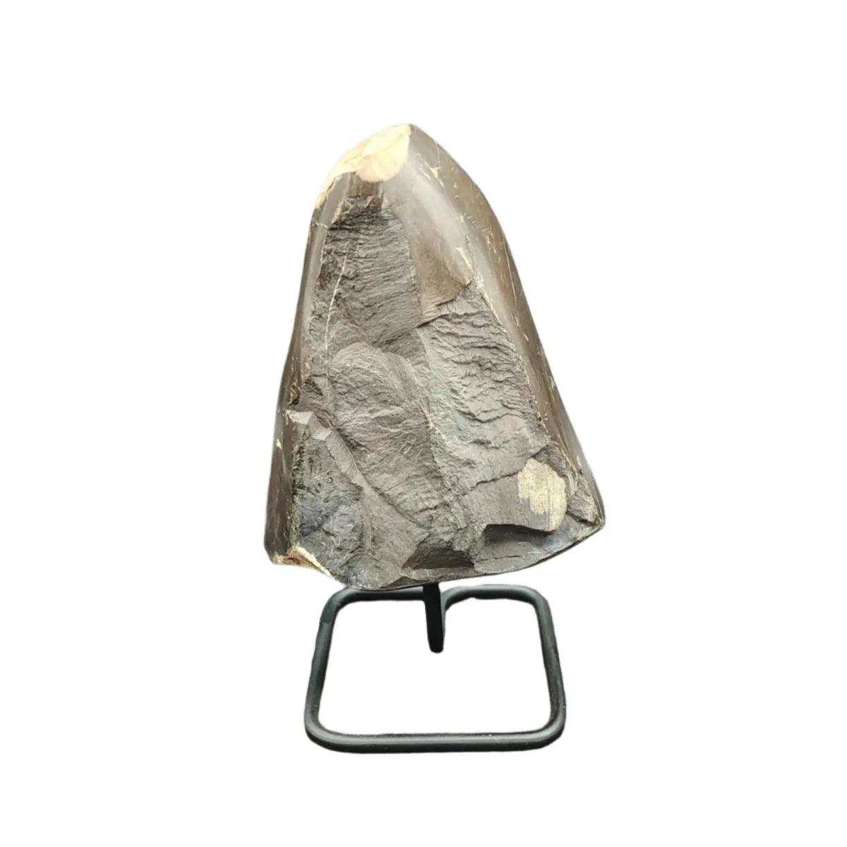 This is the front side of this piece of petrified wood on a stand