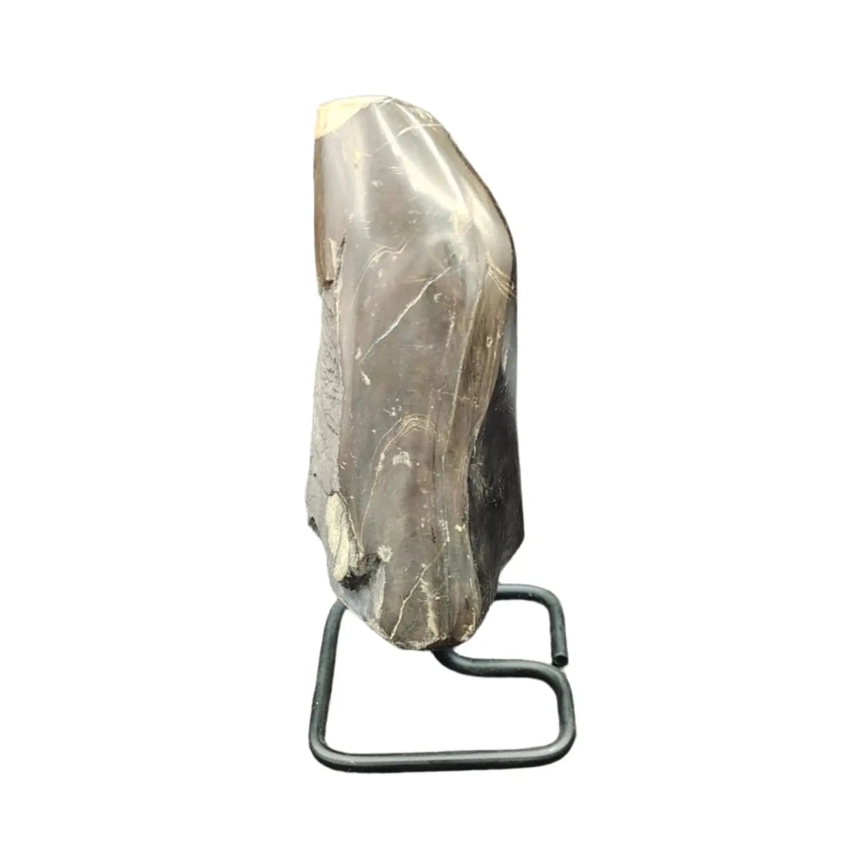 This is the left side of this piece of petrified wood on stand