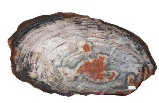 Petrified wood Slab Red Tones