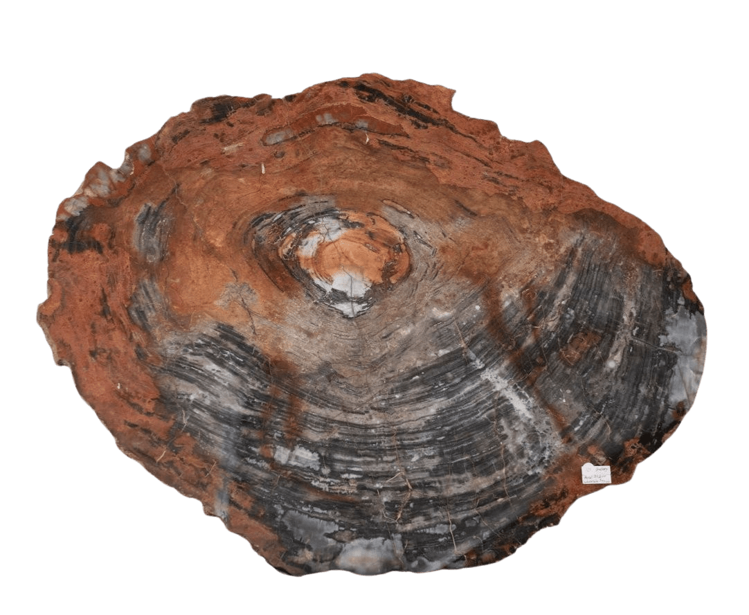 Petrified Wood Slab