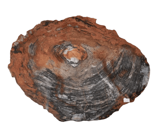 Petrified Wood Slab