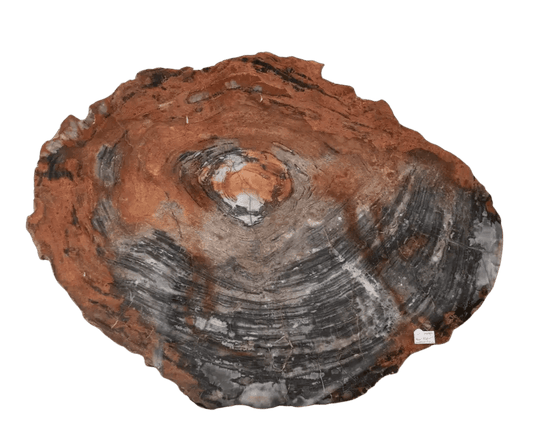 Petrified Wood Slab Red, Gray, Black Natural Colors