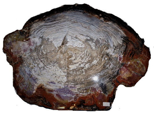 Arizona Petrified Wood Slice