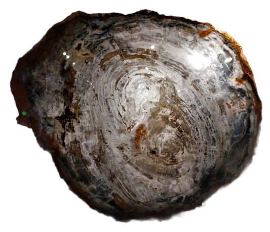 Luxury Rustic Decor Accessory Genuine Petrified Wood