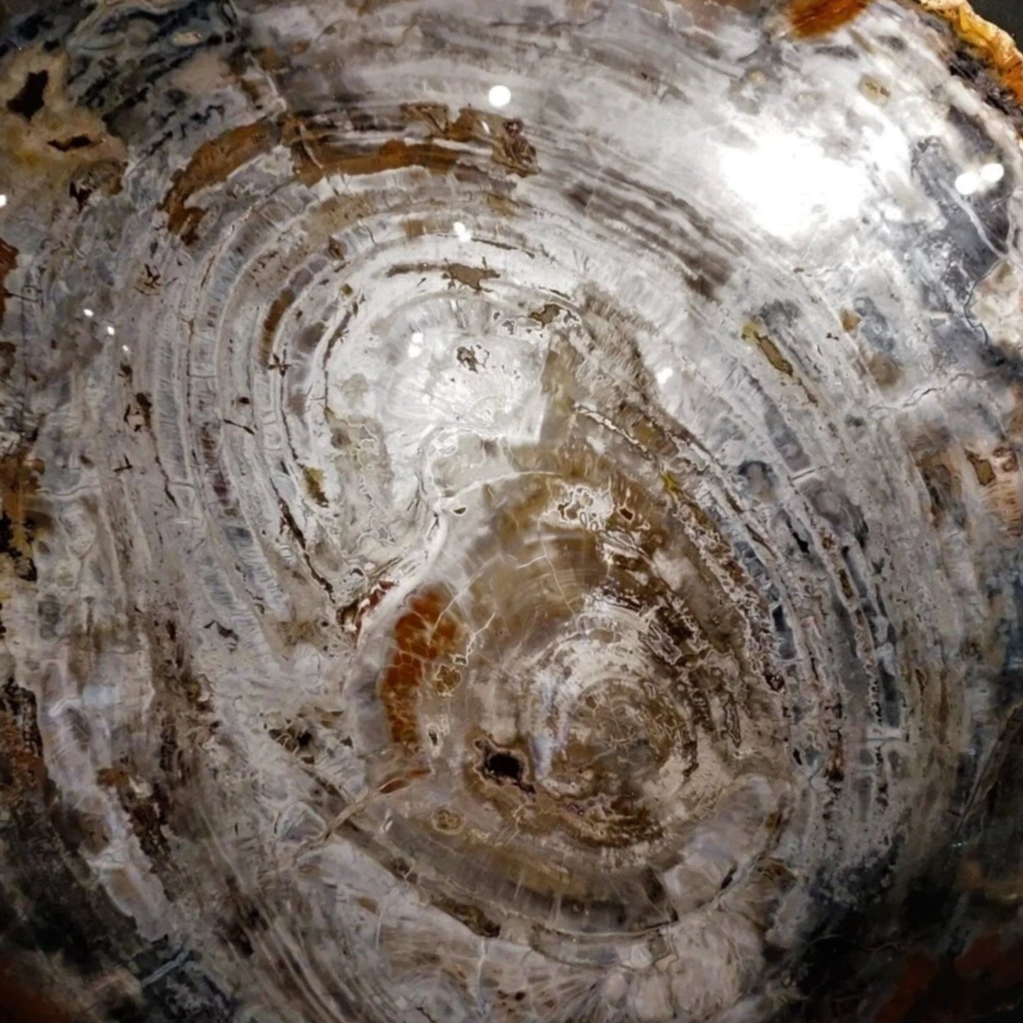 Close Up Of Petrified Wood Slab