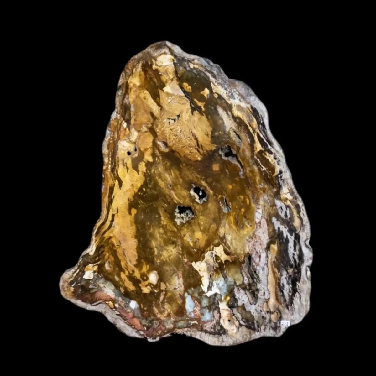Petrified Wood Slab Natural Brown And Mustard tones