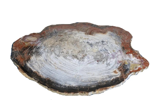 Large Petrified Wood Slab Red, White, Gray