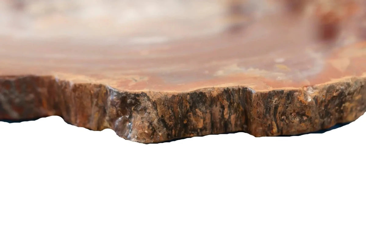 Side View Petrified Wood Slab Rough Edges