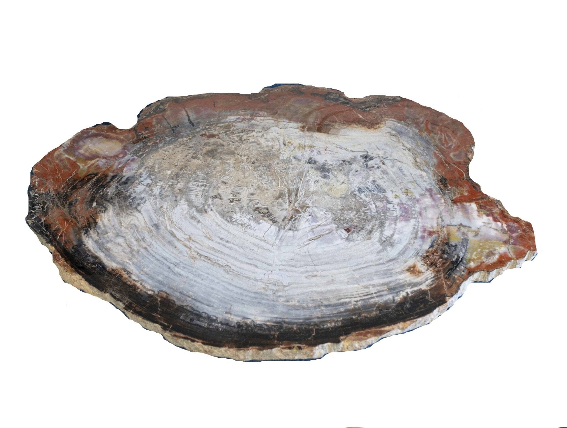 Petrified Wood Slice From Arizona Natural Cream Red Gray Black Tones