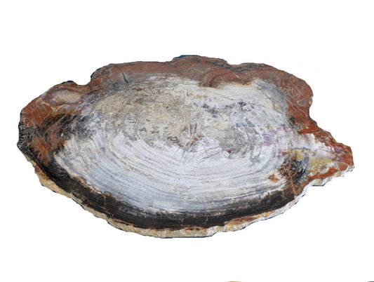 Petrified Wood Slice From Arizona Natural Cream Red Gray Black Tones