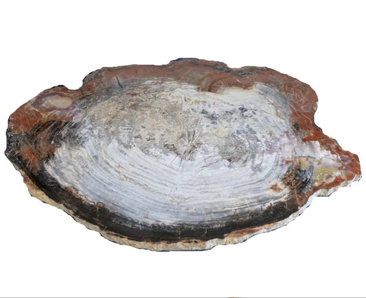 Petrified Wood Slice From Arizona Natural Cream Red Gray Black Tones