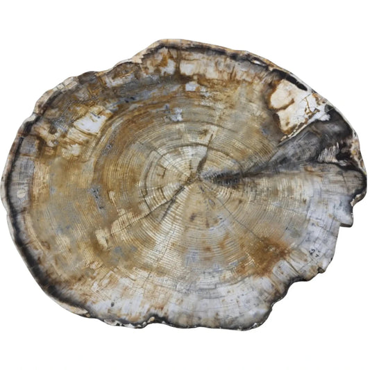 Petrified Wood Slice -brown, gray, cream natural tones