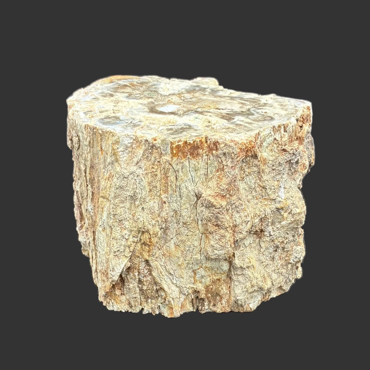 Back side of this petrified wood stump, in front of a black background.