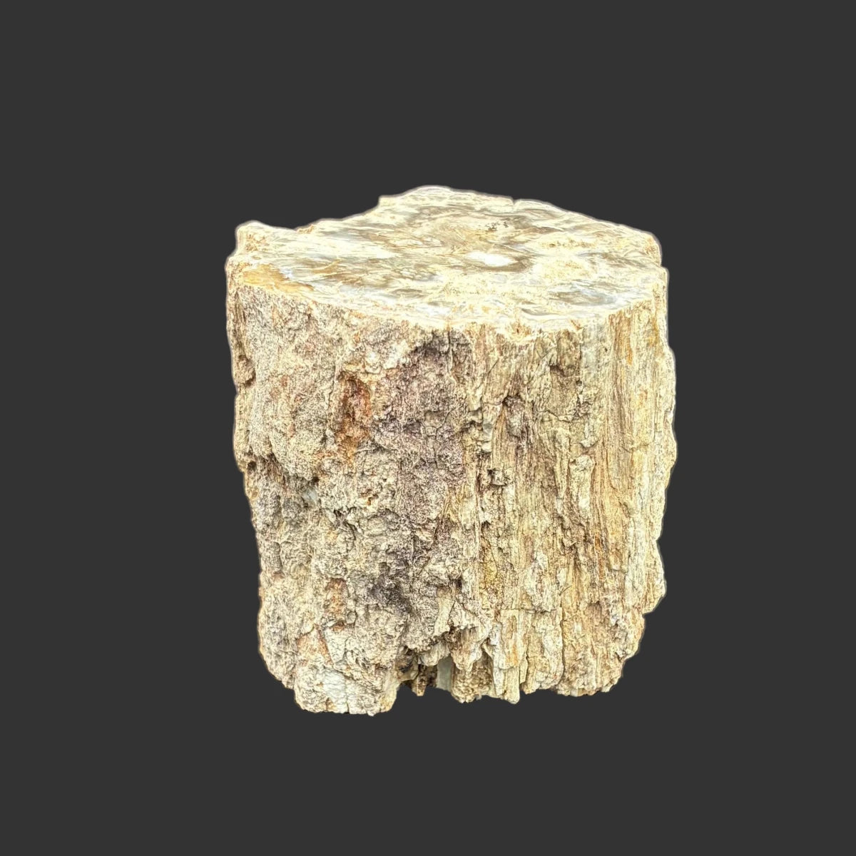 The left side of this petrified wood stump, in front of a black background,