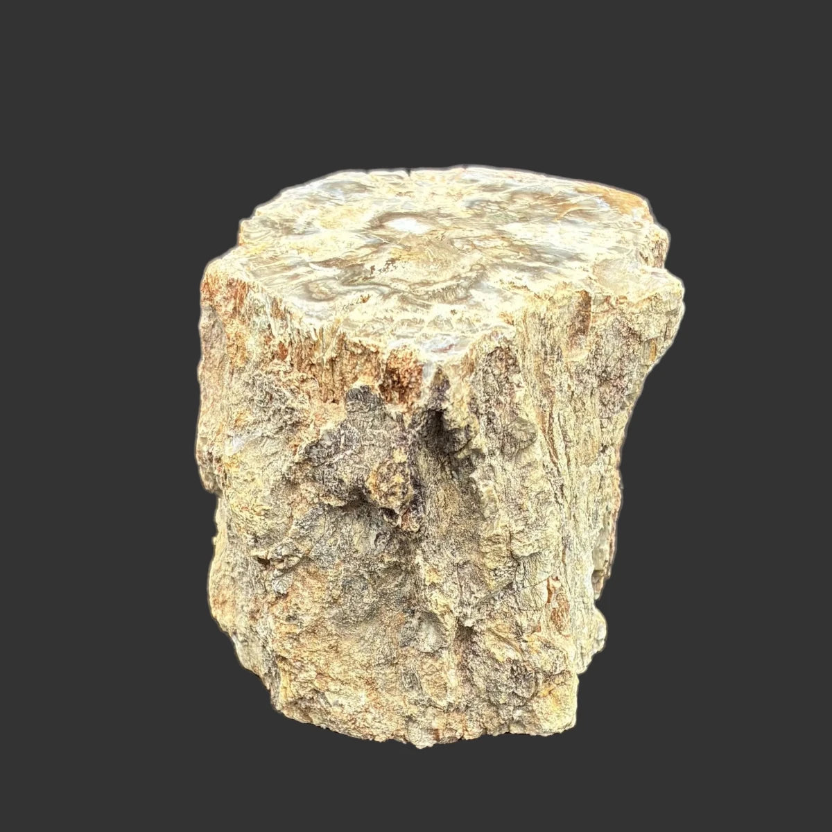 Right side of this petrified wood stump, in front of a black background.