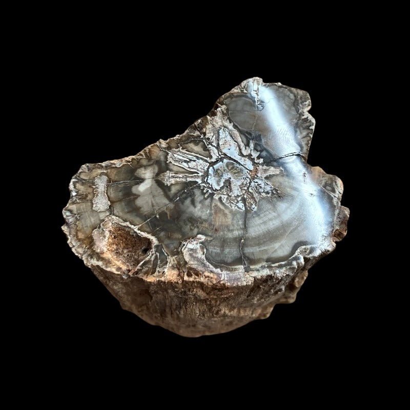 Top View Of Petrified Wood Stump, Polished Smooth Gray White And Brown