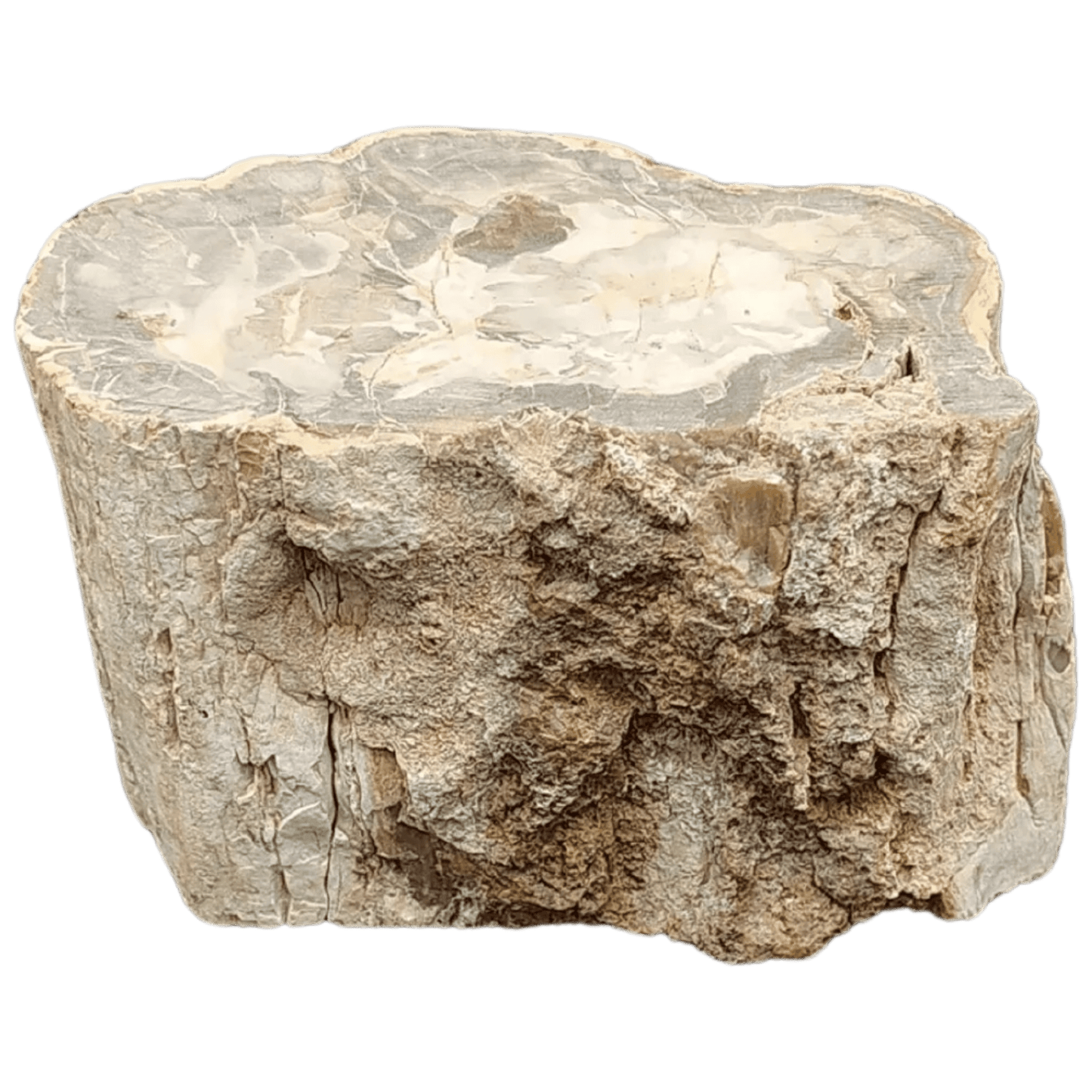 This is the front side of this petrified wood stump