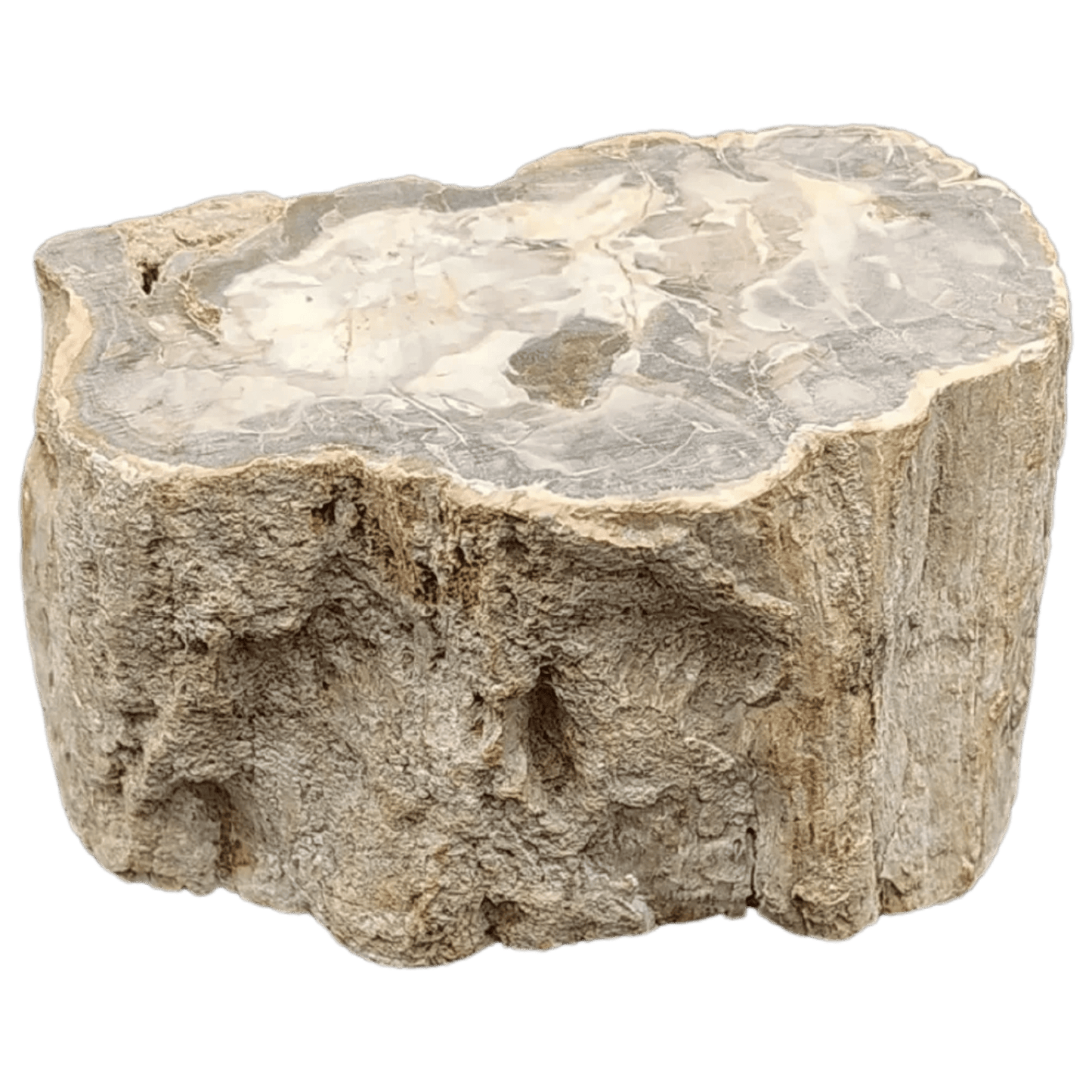 This is the back side view of this petrified wood stump