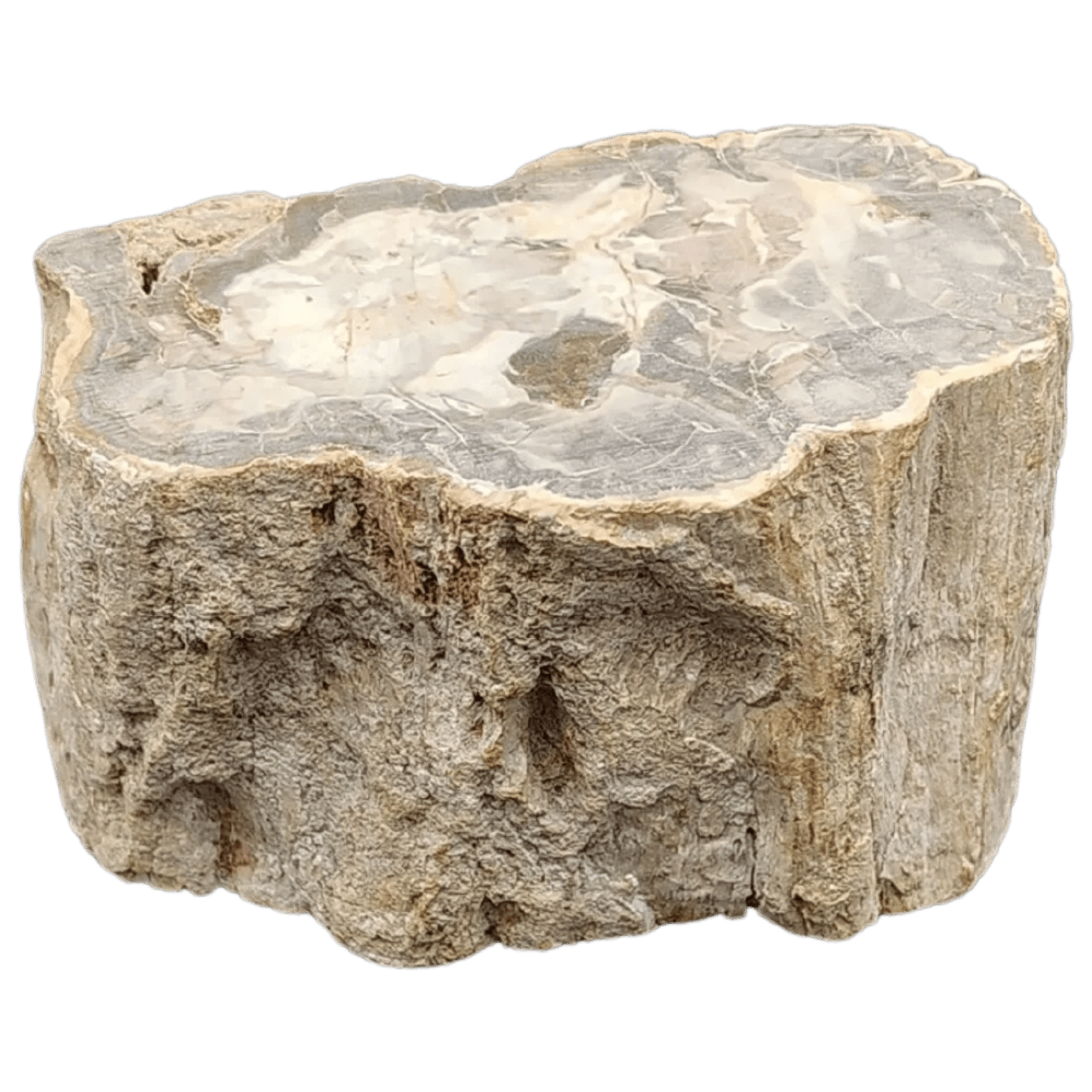 This is the back side view of this petrified wood stump