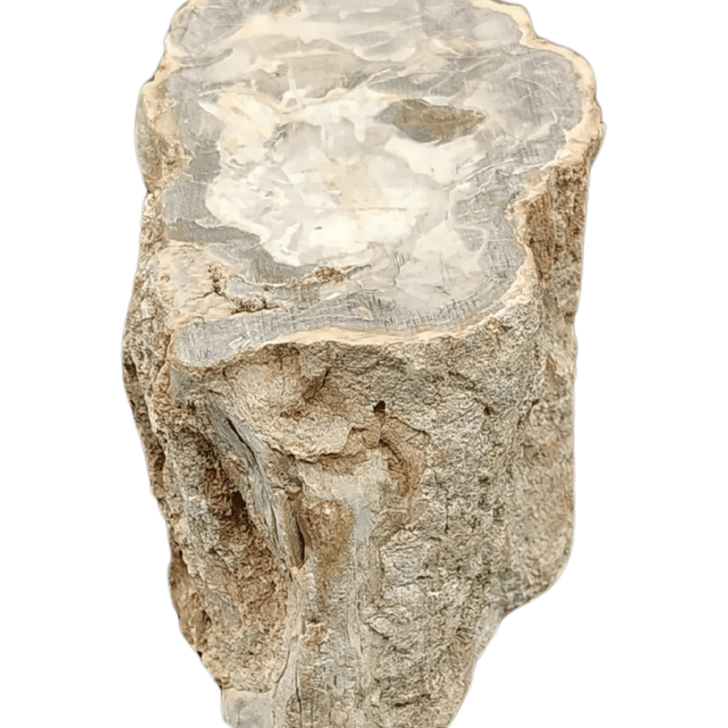 This is the left side view of this petrified wood stump