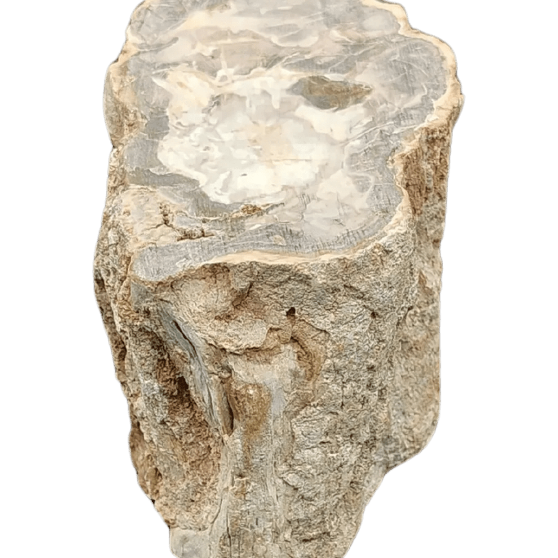 This is the left side view of this petrified wood stump