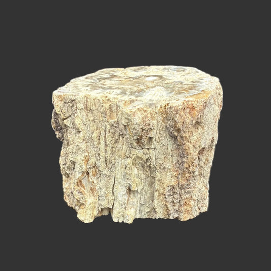 Front side of this petrified wood stump, in front of a black background.