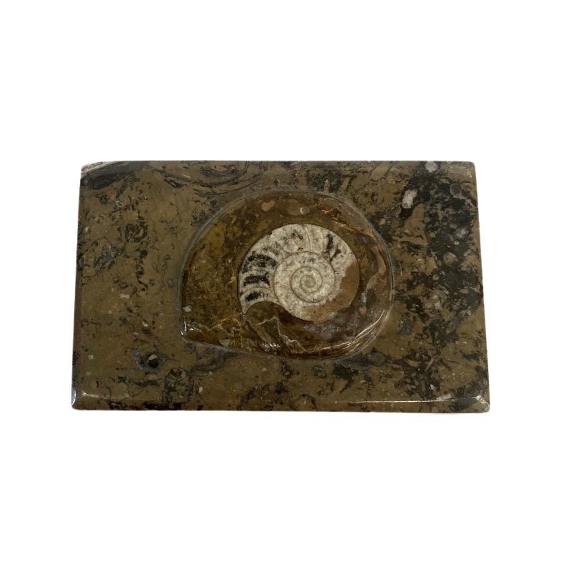 Top Of Ammonite Lid