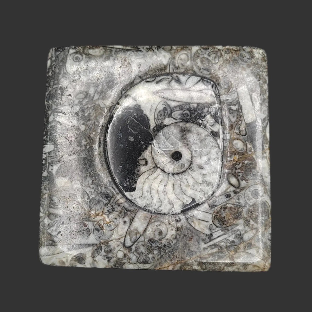 This is the top view of the lid.