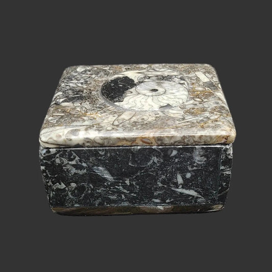 This is the front view of this polished ammonite trinket box gray
