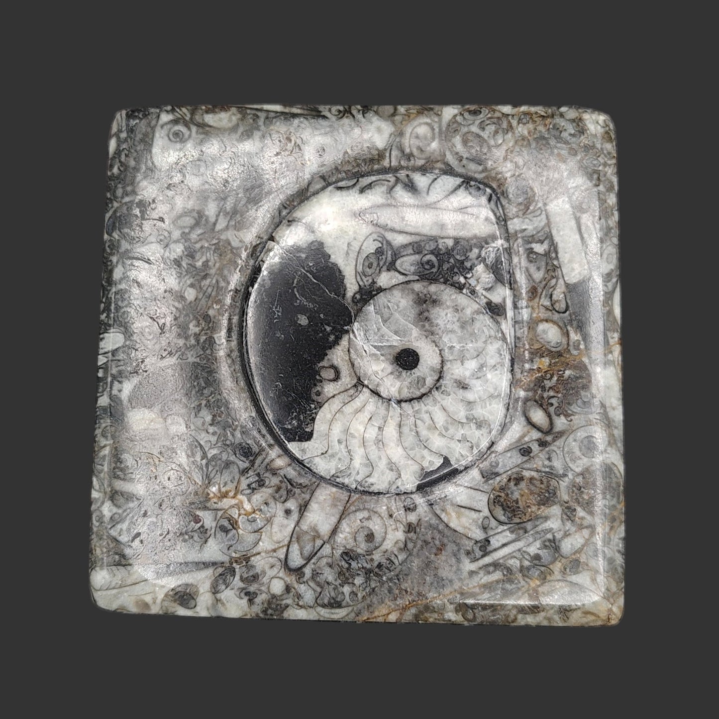 This is the top view of the lid.