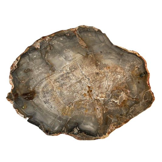 Front Side Of Polished Gray And Brown Petrified Wood Slab