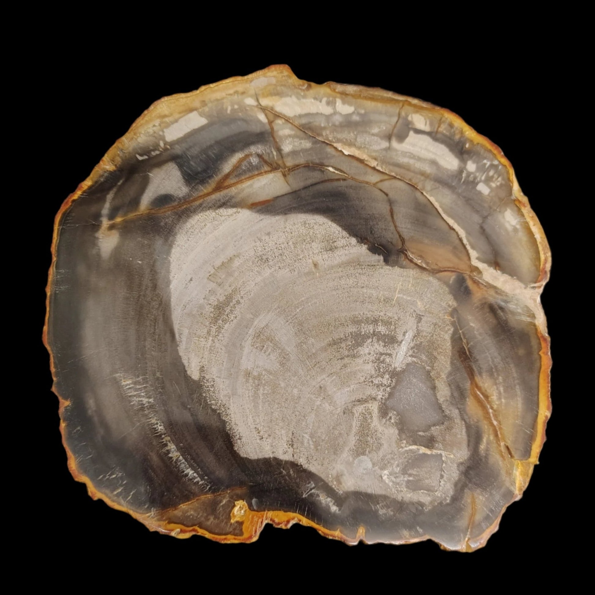 This is the back side of this polished petrified wood slab