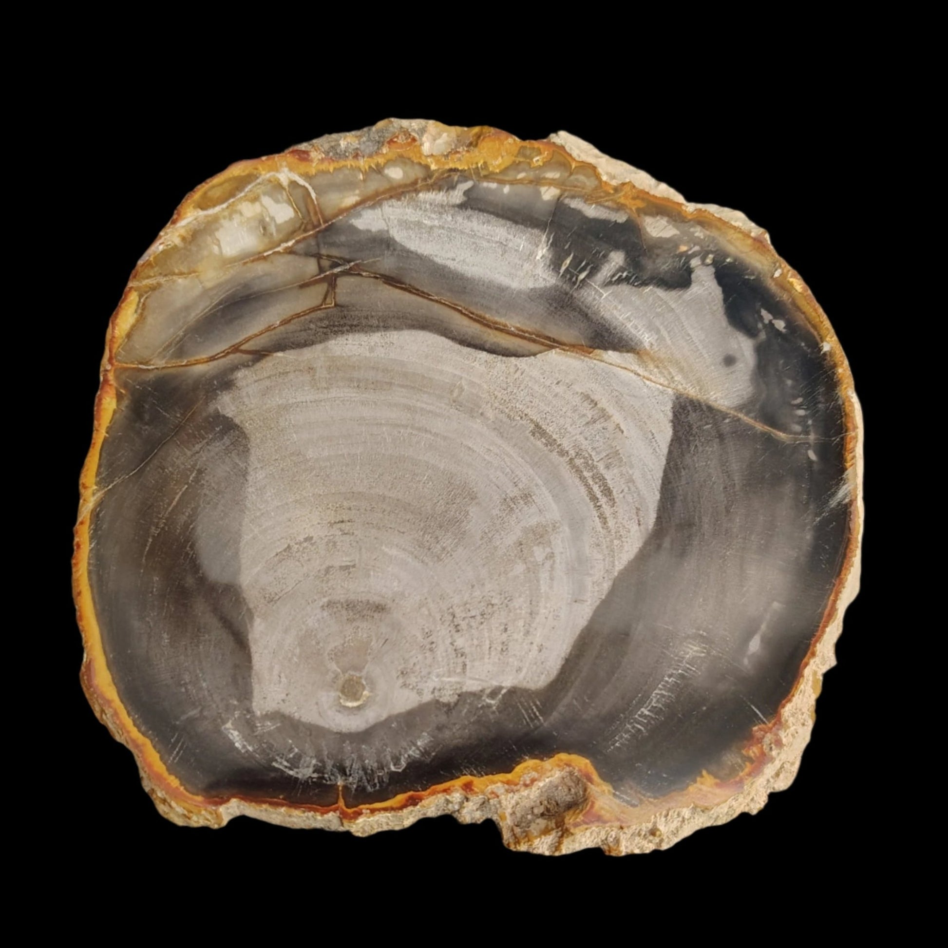 This is the front side of this polished petrified wood slab